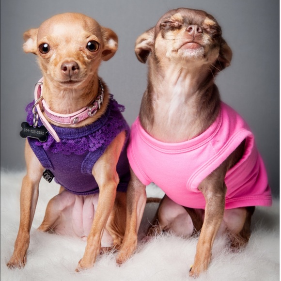 Chloe and her sister Coco. (Not for sale) - Picture 3 of 3