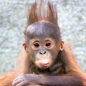 Meet your Posher, Robin