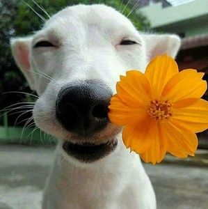 Meet your Posher, Trisha