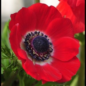 Meet your Posher, Judy