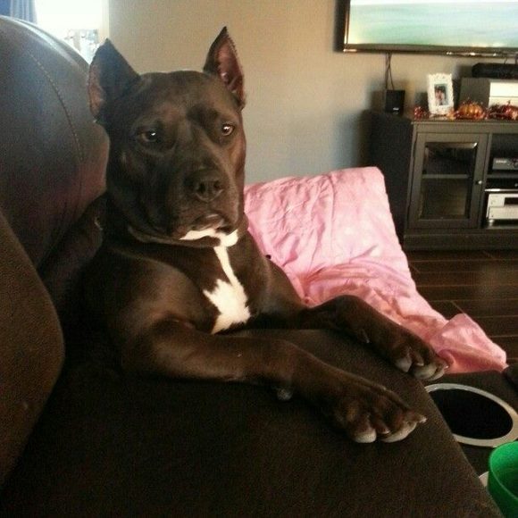 Meet your Posher, Nikki - Picture 1 of 1