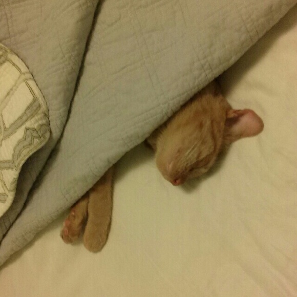 Meet your Posher, Penelope