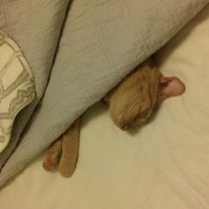 Meet your Posher, Penelope