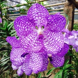 Meet your Posher, Carla