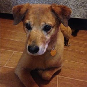 Meet your Posher, Sadie