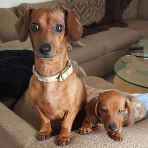 Meet your Posher, Robin