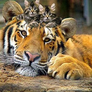 Meet your Posher, Laveda