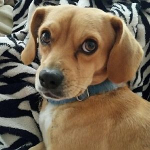 Meet your Posher, Bridgette