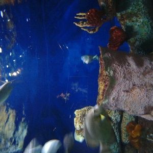 Meet your Posher, Tawny