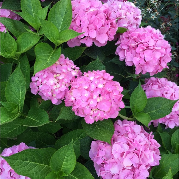 Meet your Posher, Lauren - Picture 1 of 1