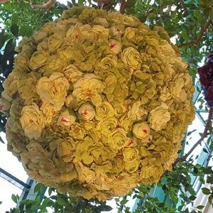 Meet your Posher, Alfie