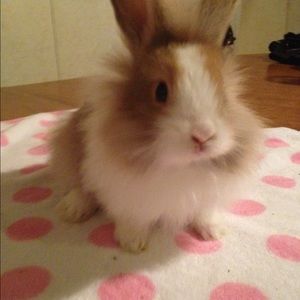 Meet your Posher, Haleymae