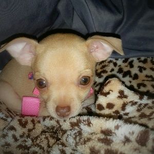 Meet your Posher, Rusti