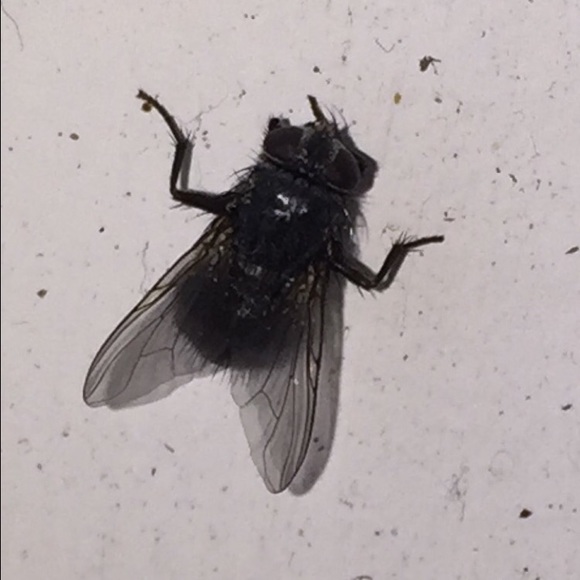 Meet your Posher, Elizabeth - Picture 1 of 1