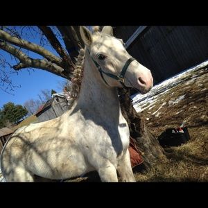 Meet your Posher, Addie