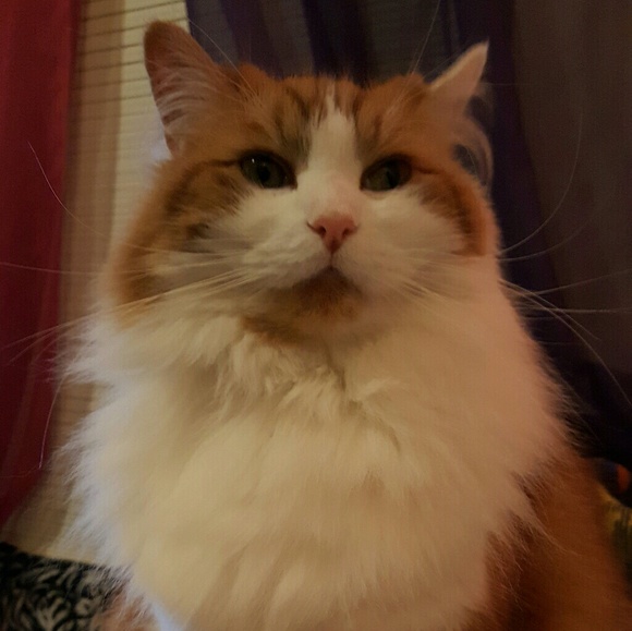 Meet your Posher, Robyn - Picture 4 of 8