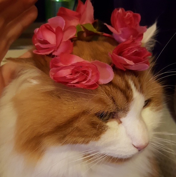 Meet your Posher, Robyn - Picture 6 of 8