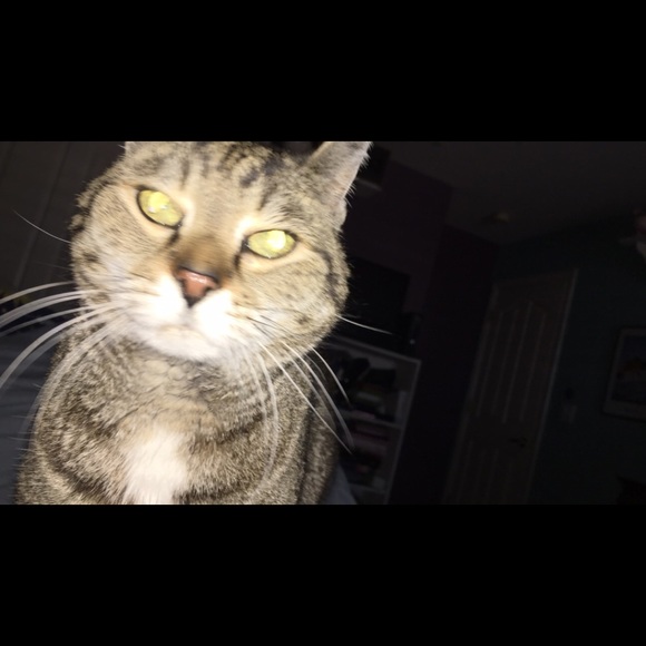 Meet your Posher, Ally