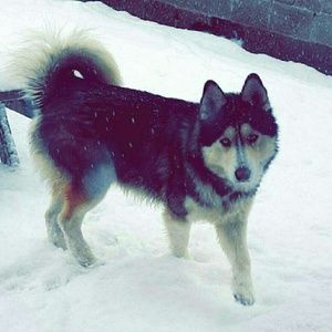 Meet your Posher, Alonso