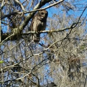 Meet your Posher, Gloria