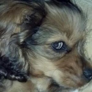 Meet your Posher, Shannon