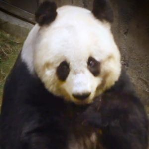 Meet your Posher, Tyrone