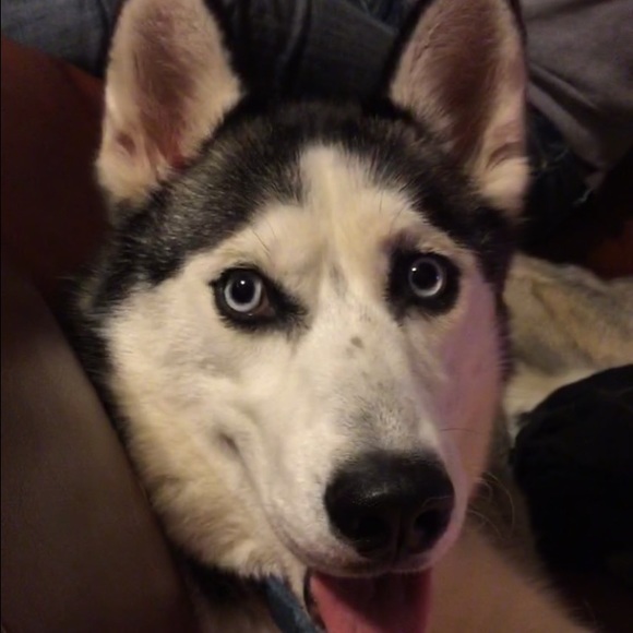 Meet your Posher, Alexis - Picture 1 of 1