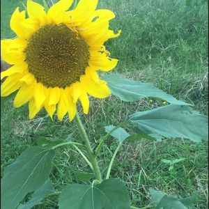 Meet your Posher, Nicolette