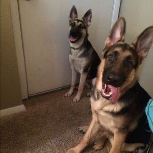 Meet your Posher, Deandre