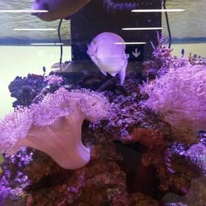 Meet your Posher, Peter