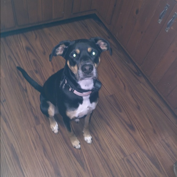 Meet your Posher, Lexi - Picture 1 of 1
