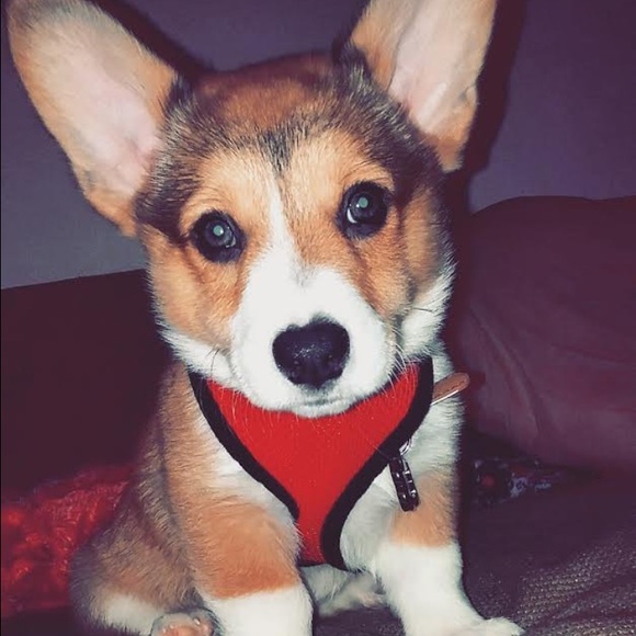 Meet your Posher, Emilee