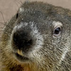 Meet your Posher, Deirdre