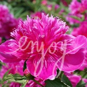 ❤️necklace for agroz