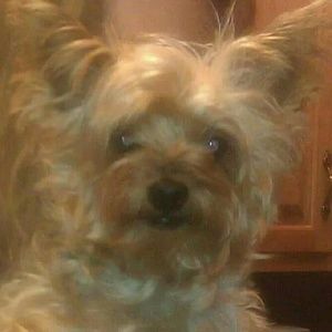 Ty my little fur baby.