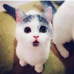 Meet your Posher, Jina kokoro