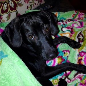 Meet your Posher, Morgan