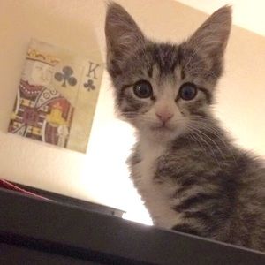 Meet your Posher, Alexis