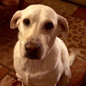 Meet your Posher, Shannon