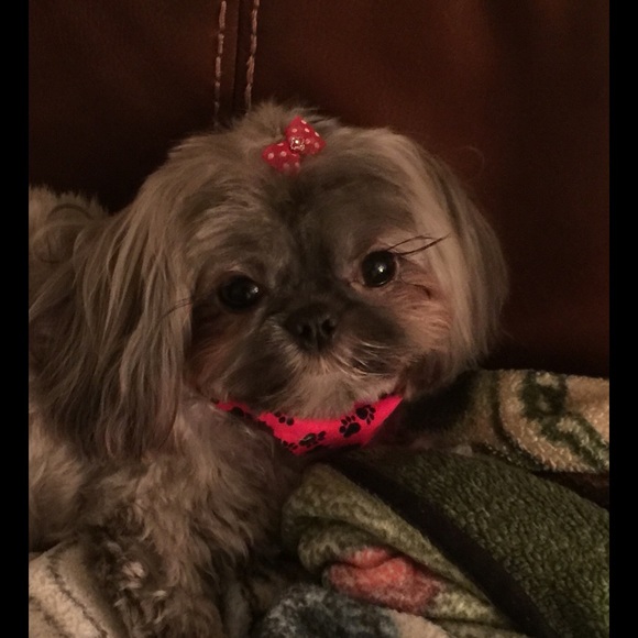 Meet your Posher, Tara - Picture 2 of 2