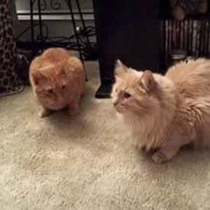 Meet your Posher, Jan