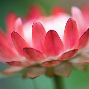 Meet your Posher, Phong