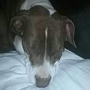 Meet your Posher, Barry