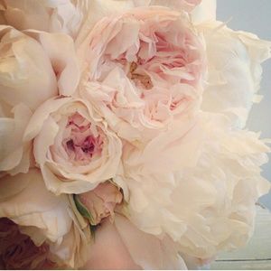 Meet your Posher, Reyna