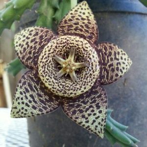 Meet your Posher, Marisol