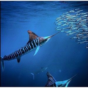 Meet your Posher, Christy