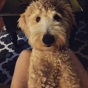 Meet your Posher, Barbara