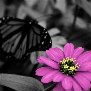 Meet your Posher, Alexis