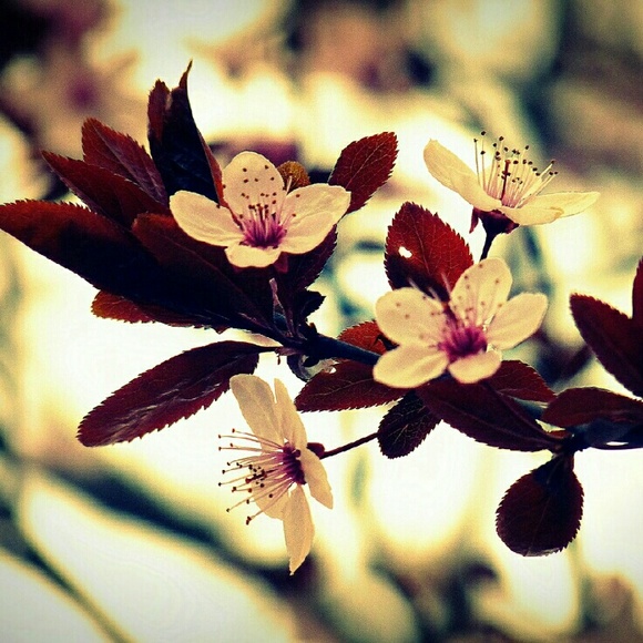 Meet your Posher, Ally