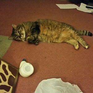 Meet your Posher, Summer